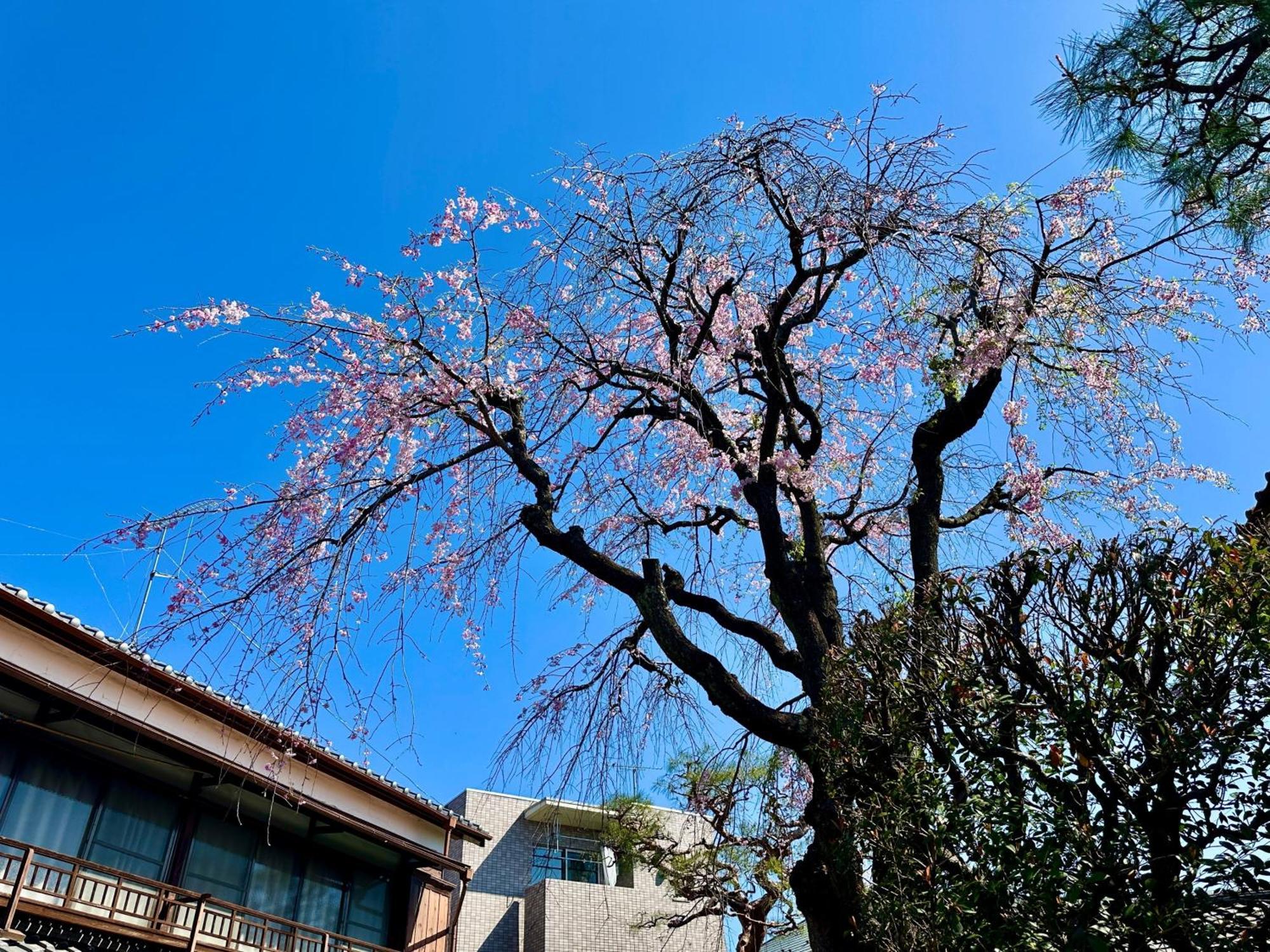 Family Or Business Travel 20 Percent Off丨200 Sqm 丨 14 Min To Shinjuku 丨century-Old Japanese Garden 丨3 Parking Spaces丨4 Bedrooms Tokyo prefektur Exteriör bild